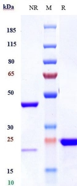 Invitrogen VEGF Biosimilar Recombinant Monoclonal Antibody:Antibodies:Primary