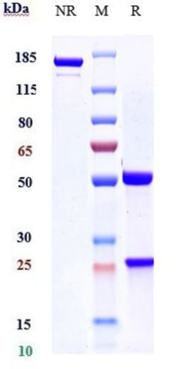 Invitrogen VEGF Biosimilar Recombinant Monoclonal Antibody:Antikörper:Primärantikörper