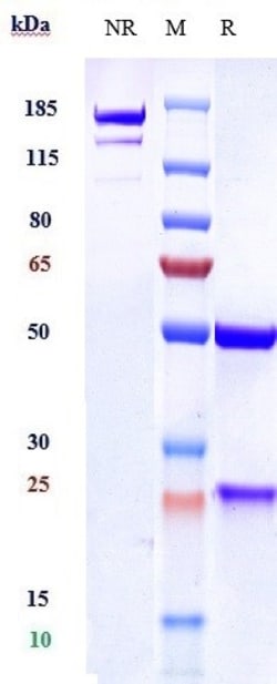Invitrogen VEGFC Biosimilar Recombinant Monoclonal Antibody:Antibodies:Primary