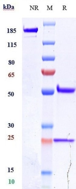 Invitrogen Alacizumab Recombinant Monoclonal Antibody:Antikörper:Primärantikörper