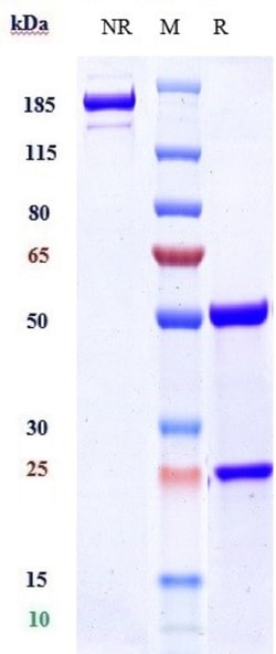 Invitrogen Lecanemab Recombinant Monoclonal Antibody 100 &mu;g; Unconjugated:Antibodies,