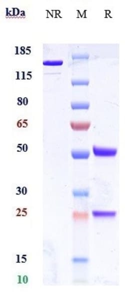 Invitrogen GLP1R Biosimilar Recombinant Monoclonal Antibody:Antibodies:Primary