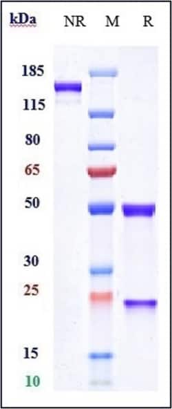 Invitrogen Naxitamab Recombinant Monoclonal Antibody:Antibodies:Primary