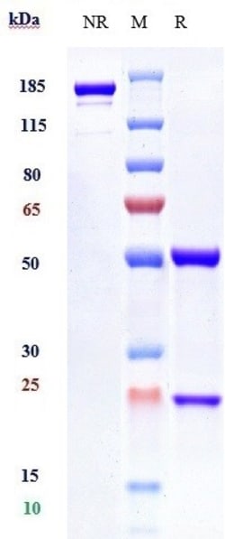 Invitrogen IFNAR1 Biosimilar Recombinant Monoclonal Antibody:Antikörper:Primärantikörper