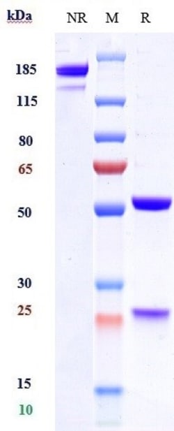 Invitrogen Tezepelumab Recombinant Monoclonal Antibody:Antibodies:Primary