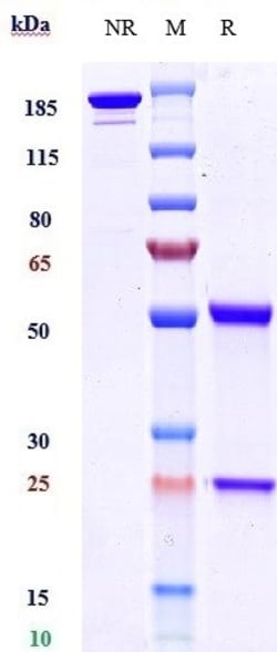 Invitrogen BTN1A1 Biosimilar Recombinant Monoclonal Antibody 100 &mu;g;