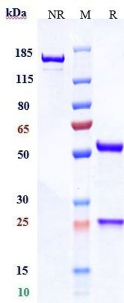 Invitrogen CDH17 Biosimilar Recombinant Monoclonal Antibody 100 &mu;g:Antibodies,