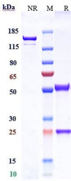 Invitrogen Claudin 6 Biosimilar Recombinant Monoclonal Antibody 1 mg; Unconjugated:Antibodies,
