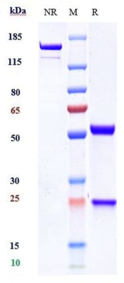 Invitrogen Claudin 6 Biosimilar Recombinant Monoclonal Antibody 100 &mu;g;