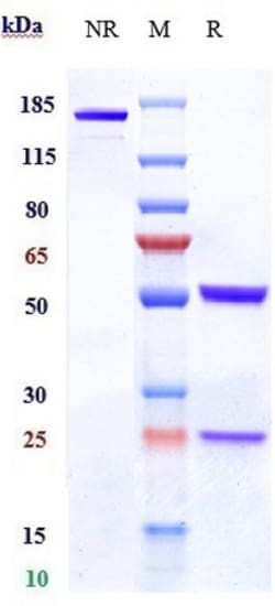 Invitrogen Claudin 6 Biosimilar Recombinant Monoclonal Antibody 100 &mu;g;