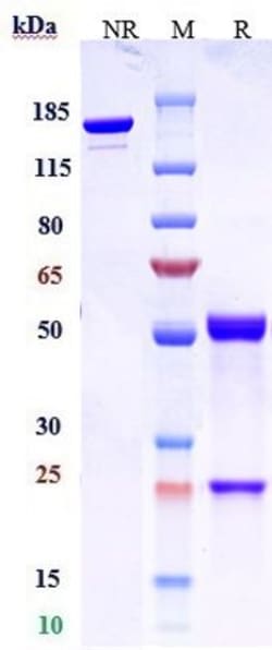 Invitrogen Claudin 6 Biosimilar Recombinant Monoclonal Antibody:Antibodies:Primary