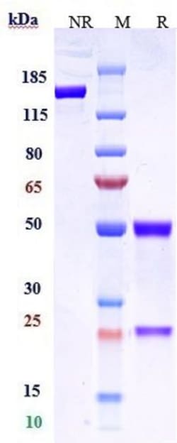 Invitrogen Claudin 6 Biosimilar Recombinant Monoclonal Antibody 1 mg; Unconjugated:Antibodies,