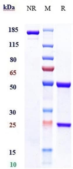 Invitrogen Gemtuzumab Recombinant Monoclonal Antibody 1 mg; Unconjugated:Antibodies,