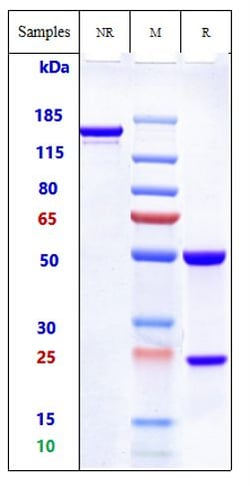 Invitrogen Ozuriftamab Recombinant Monoclonal Antibody 1 mg; Unconjugated:Antibodies,