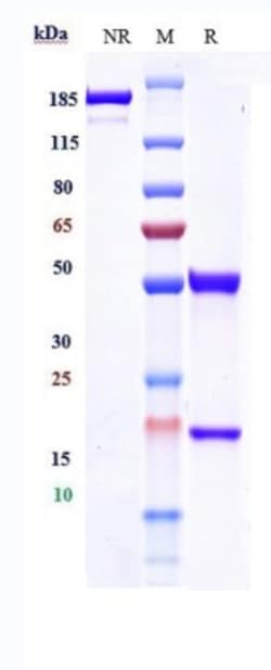 Invitrogen RON Biosimilar Recombinant Monoclonal Antibody 100 &mu;g; Unconjugated:Antibodies,