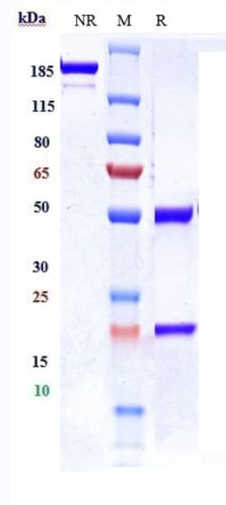 Invitrogen CDCP1 Biosimilar Recombinant Monoclonal Antibody:Antibodies:Primary