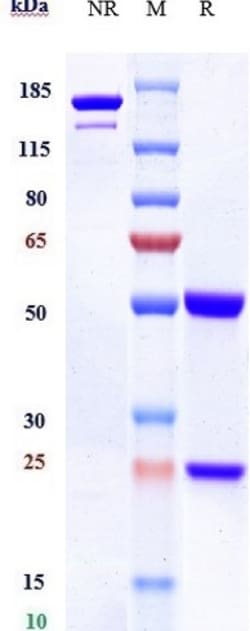 Invitrogen CD155 Biosimilar Recombinant Monoclonal Antibody 100 &mu;g:Antibodies,