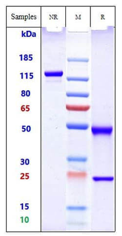 Invitrogen Placental Alkaline Phosphatase Biosimilar Recombinant Monoclonal