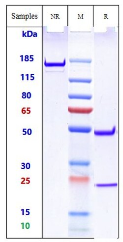 Invitrogen TREM2 Biosimilar Recombinant Monoclonal Antibody 100 &mu;g;
