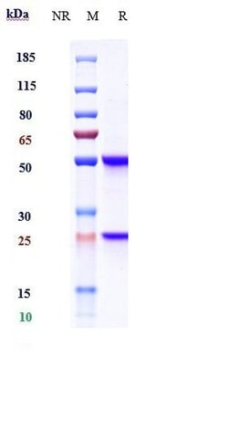 Invitrogen CD93 (AA4.1) Biosimilar Recombinant Monoclonal Antibody:Antikörper:Primärantikörper
