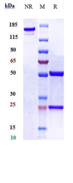 Invitrogen NAMPT Biosimilar Recombinant Monoclonal Antibody:Antibodies:Primary