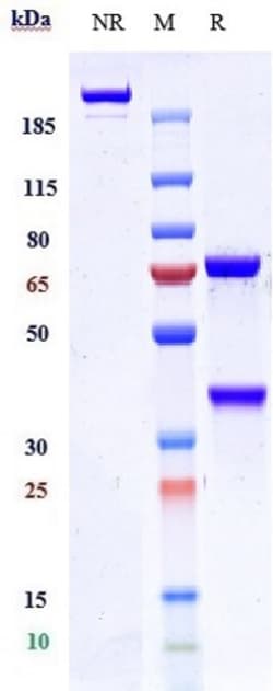 Invitrogen Remtolumab Recombinant Human Monoclonal Antibody:Antibodies:Primary