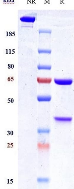 Invitrogen Lutikizumab Humanized Recombinant Human Monoclonal Antibody:Antibodies:Primary