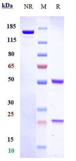Invitrogen Talquetamab Humanized Recombinant Human Monoclonal Antibody
