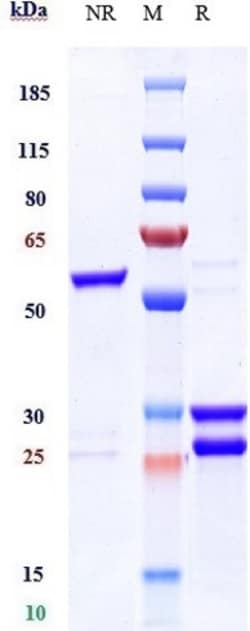 Invitrogen Flotetuzumab Humanized Recombinant Human Monoclonal Antibody:Antibodies:Primary