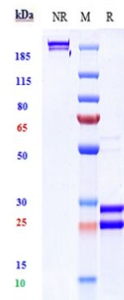 Invitrogen Tibulizumab Humanized Recombinant Human Monoclonal Antibody:Antibodies:Primary