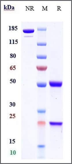Pritoxaximab Recombinant Human Monoclonal Antibody 1 mg:Antibodies, Recombinant