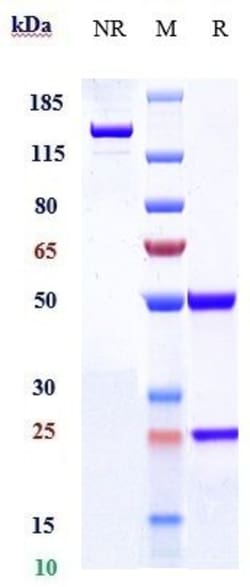 Invitrogen Setoxaximab Recombinant Human Monoclonal Antibody 100 &mu;g;