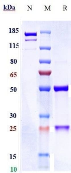 Invitrogen OST 577 Recombinant Human Monoclonal Antibody:Antibodies:Primary