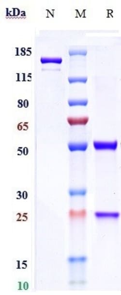 Invitrogen Motavizumab Humanized Recombinant Human Monoclonal Antibody
