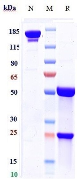 Invitrogen Palivizumab Humanized Recombinant Human Monoclonal Antibody