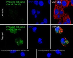 Invitrogen Phospho-IkB alpha (Ser32, Ser36) Recombinant Rabbit Monoclonal