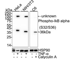 Invitrogen Phospho-IkB alpha (Ser32, Ser36) Recombinant Rabbit Monoclonal