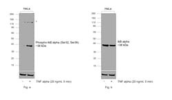 Invitrogen Phospho-IkB alpha (Ser32, Ser36) Recombinant Rabbit Monoclonal