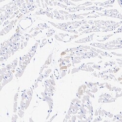 Invitrogen MYH7 Recombinant Rabbit Monoclonal Antibody (PSH07-54) 100 &mu;L;