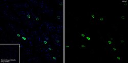 Invitrogen MYH7 Recombinant Rabbit Monoclonal Antibody (PSH07-54) 100 &mu;L;