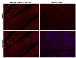 Invitrogen MYH7 Recombinant Rabbit Monoclonal Antibody (PSH07-54) 100 &mu;L;