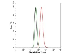 Invitrogen BRCA2 Recombinant Rabbit Monoclonal Antibody (PSH07-55) 100
