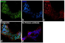 Invitrogen BRCA2 Recombinant Rabbit Monoclonal Antibody (PSH07-55) 100