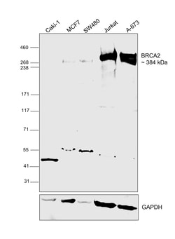 Invitrogen BRCA2 Recombinant Rabbit Monoclonal Antibody (PSH07-55) 100