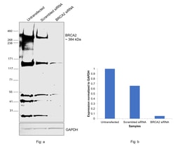 Invitrogen BRCA2 Recombinant Rabbit Monoclonal Antibody (PSH07-55) 100