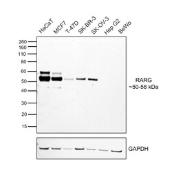 Invitrogen RAR gamma-1 Recombinant Rabbit Monoclonal Antibody (PSH07-19)