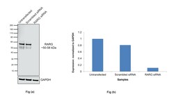 Invitrogen RAR gamma-1 Recombinant Rabbit Monoclonal Antibody (PSH07-19)
