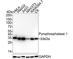 Invitrogen PPA1 Recombinant Rabbit Monoclonal Antibody (JE64-39) 100 &mu;L;