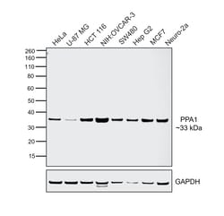 Invitrogen PPA1 Recombinant Rabbit Monoclonal Antibody (JE64-39) 100 &mu;L;