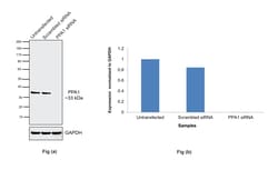 Invitrogen PPA1 Recombinant Rabbit Monoclonal Antibody (JE64-39) 100 &mu;L;